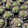 [PACK of 10 PLANTS] x Sempervivum calcareum (w/pup)