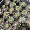 [PACK of 10 PLANTS] x Sempervivum calcareum (w/pup)