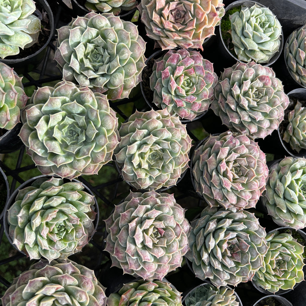 [PACK of 10 PLANTS] x Echeveria Mexican Tears