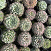 [PACK of 10 PLANTS] x Echeveria Mexican Tears