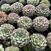 [PACK of 10 PLANTS] x Echeveria Mexican Tears