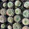[PACK of 10 PLANTS] x Echeveria Mexican Tears