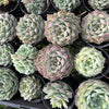 [PACK of 10 PLANTS] x Echeveria Mexican Tears