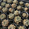 [PACK of 10 PLANTS] x Echeveria purpusorum politomica