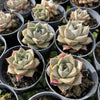 [PACK of 10 PLANTS] x Echeveria purpusorum politomica
