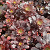 [20 CUTTINGS PACK] x Aeonium percarneum var. guiaense