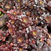 [20 CUTTINGS PACK] x Aeonium percarneum var. guiaense