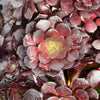 [20 CUTTINGS PACK] x Aeonium percarneum var. guiaense