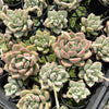 [PACK of 10 PLANTS] x Echeveria Aromatherapy