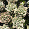 [PACK of 10 PLANTS] x Echeveria Aromatherapy
