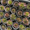 [PACK of 10 PLANTS] x  Jovibarba heuffelii 'Irene' (XS)