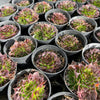 [PACK of 10 PLANTS] x  Jovibarba heuffelii 'Irene' (XS)