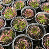 [PACK of 10 PLANTS] x  Jovibarba heuffelii 'Irene' (XS)