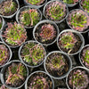 [PACK of 10 PLANTS] x  Jovibarba heuffelii 'Irene' (XS)