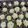 [PACK of 10 PLANTS] x Echeveria 'Californica Queen'