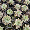 [PACK of 10 PLANTS] x Echeveria 'Californica Queen'