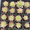 [PACK of 10 PLANTS] x Echeveria 'Party Queen' (KRF)