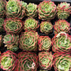 [PACK of 10 PLANTS] x Echeveria 'Love Heart'