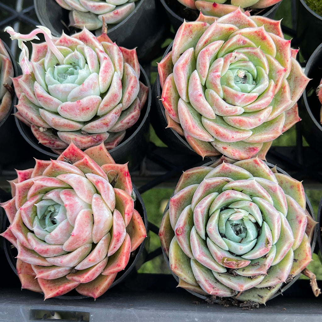 [PACK of 10 PLANTS] x Echeveria Japanese Hyalina