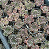 [PACK of 10 PLANTS] x Sempervivum 'Pinkerine' (w/pup)