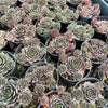 [PACK of 10 PLANTS] x Sempervivum 'Pinkerine' (w/pup)