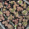 [PACK of 10 PLANTS] x  Sempervivum 'Ohio Burgundy'