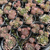 [PACK of 10 PLANTS] x  Sempervivum 'Ohio Burgundy'