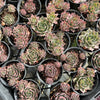 [PACK of 10 PLANTS] x  Sempervivum 'Ohio Burgundy'