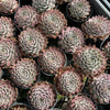 [PACK of 10 PLANTS] x  Sempervivum 'Hairy Grey'