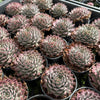 [PACK of 10 PLANTS] x  Sempervivum 'Hairy Grey'