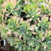 [20 CUTTINGS PACK]  x Aeonium 'Ballerina'