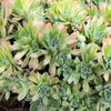 [20 CUTTINGS PACK]  x Aeonium 'Ballerina'