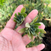 [20 CUTTINGS PACK]  x Aeonium 'Ballerina'