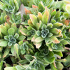 [20 CUTTINGS PACK]  x Aeonium 'Ballerina'