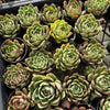[PACK of 10 PLANTS] x  Echeveria 'Mocha'