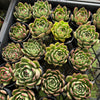 [PACK of 10 PLANTS] x  Echeveria 'Mocha'