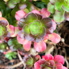 [20 CUTTINGS PACK] x Aeonium 'Blushing Beauty'