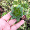 [20 CUTTINGS PACK] x Aeonium 'Blushing Beauty'