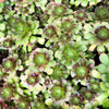 [20 CUTTINGS PACK] x Aeonium 'Blushing Beauty'