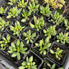 [PACK of 10 PLANTS] x Adromischus filicaulis subsp. marlothii