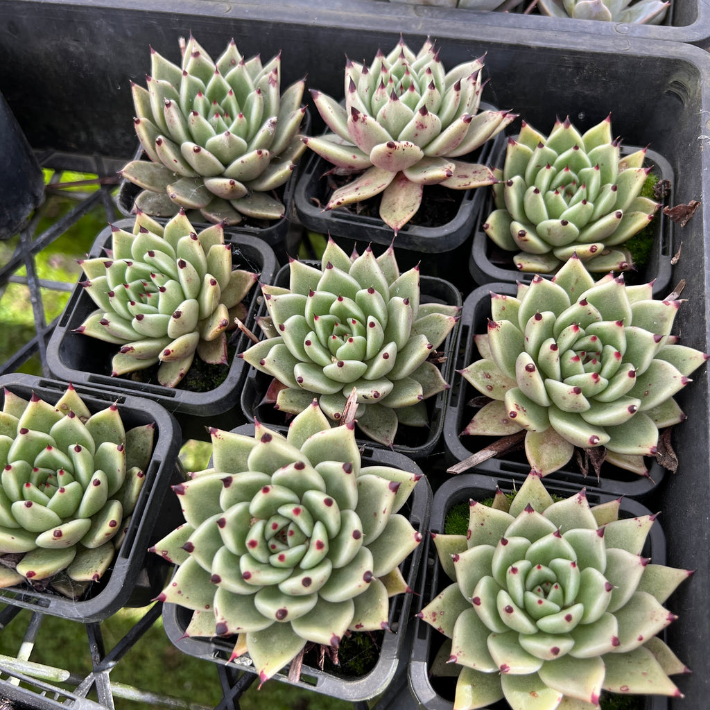 [PACK of 10 PLANTS] x Echeveria 'Cuspidata x Ebony'