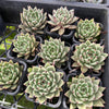 [PACK of 10 PLANTS] x Echeveria 'Cuspidata x Ebony'