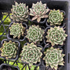 [PACK of 10 PLANTS] x Echeveria 'Cuspidata x Ebony'