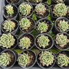 [PACK of 10 PLANTS] x Echeveria 'Cuspidata x Ebony'