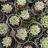 [PACK of 10 PLANTS] x Echeveria 'Cuspidata x Ebony'
