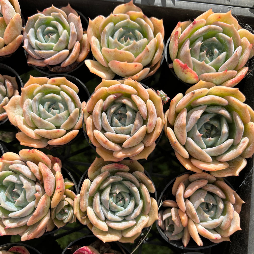 [PACK of 10 PLANTS] x Echeveria Rosanna ( Echeveria colorata x lauii )