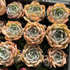 [PACK of 10 PLANTS] x Echeveria Rosanna ( Echeveria colorata x lauii )