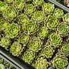 [PACK of 10 PLANTS] x Echeveria Giselle