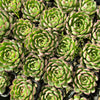 [PACK of 10 PLANTS] x Echeveria Giselle