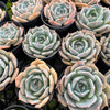 [PACK of 10 PLANTS] x Echeveria Rosanna ( Echeveria colorata x lauii )
